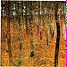 Beech Wood I by Gustav Klimt
