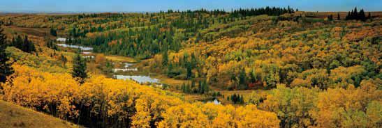 Lone Pine, Cypress Hills