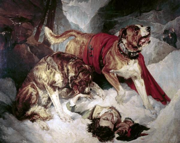 Alpine Mastiffs Reanimating a Distressed Traveller 