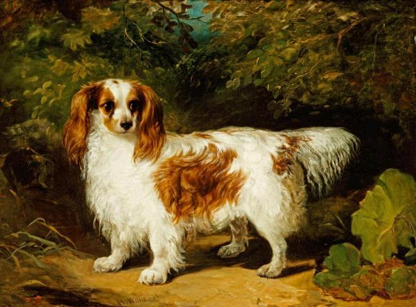 A Blenheim Cavalier King Charles Spaniel 