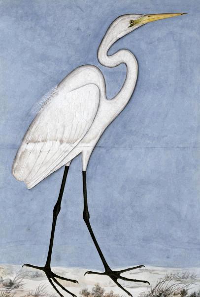 Great Egret  