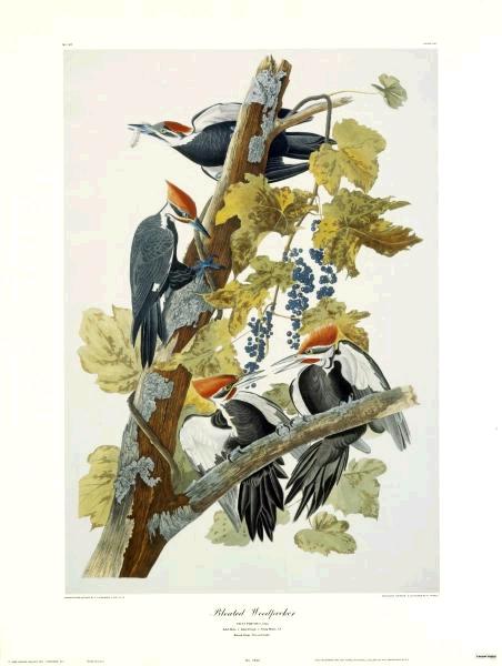 Pileated Woodpecker  