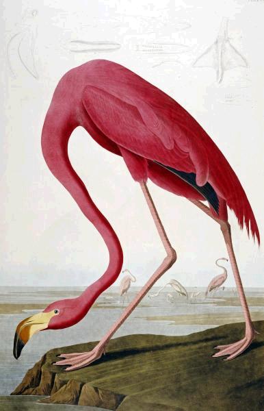 American Flamingo 
