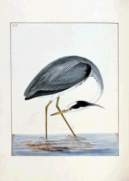 Heron  