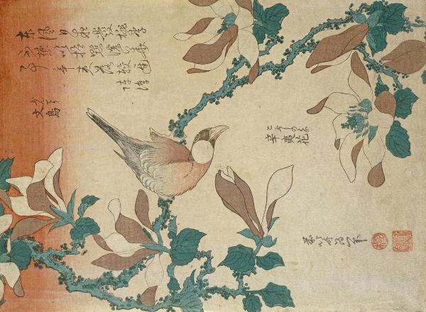 A Paddy Bird Perched On a Flowering Magnolia Branch  
