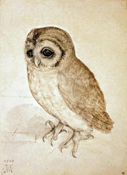 Screech Owl  