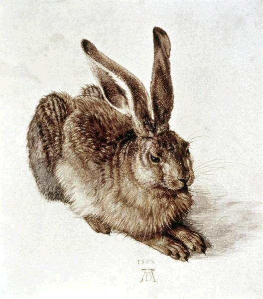 The Young Hare 