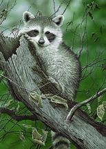 Bandits Lookout 