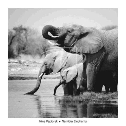 Nambia Elephants