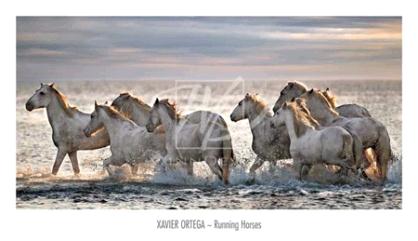 Running Horses 