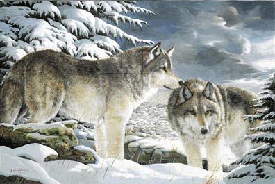 Wolf  watch 
