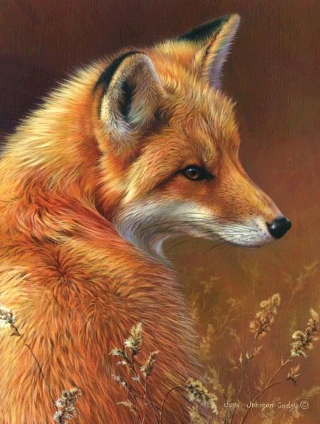 Curious- Red Fox 