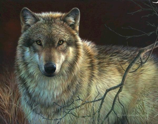 Uninterrupted Stare- Gray Wolf 