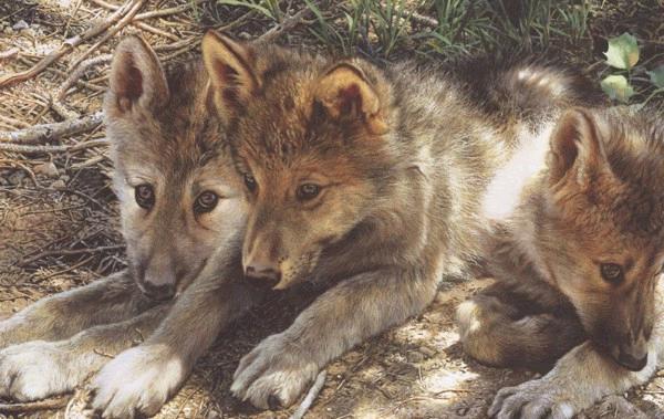 Pick of the Pack 