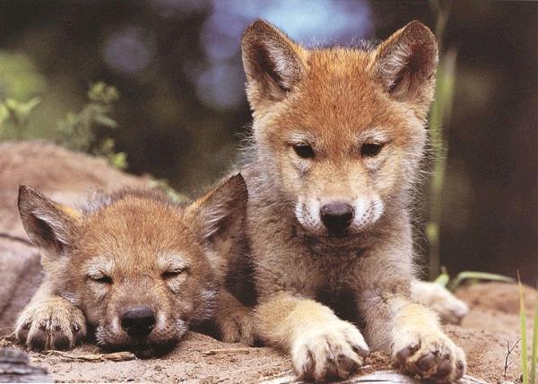 Spring Wolf Pups 