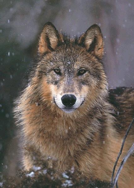 Woodland Pride, Montana 