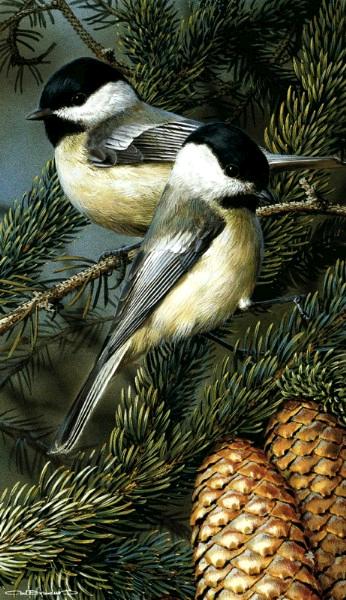 Chickadees