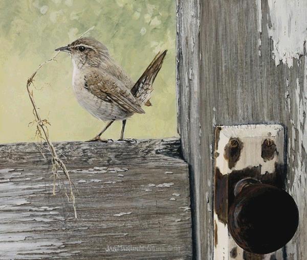 House Wren