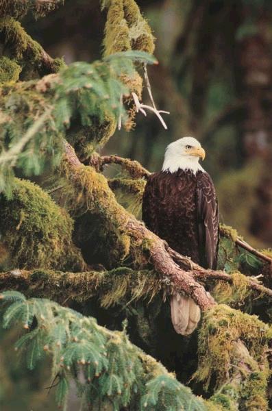 Silent Sentinel Alaska 