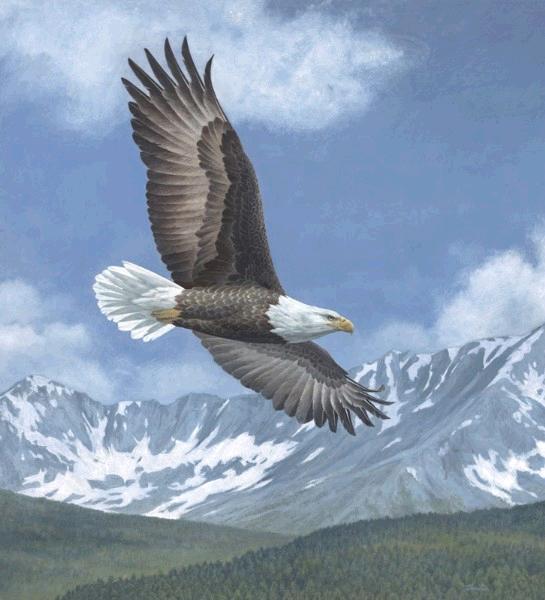 Soaring high 