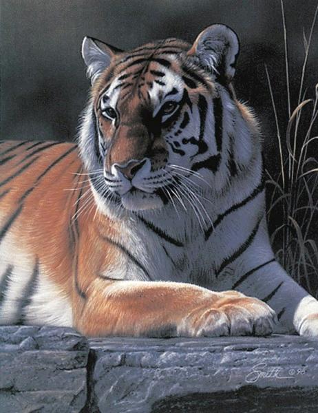 Bengal Tiger 