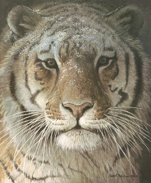 Tiger Portrait 