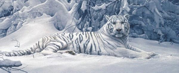 White Tiger 