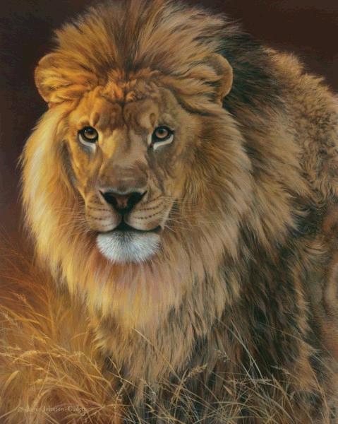 African Lion 