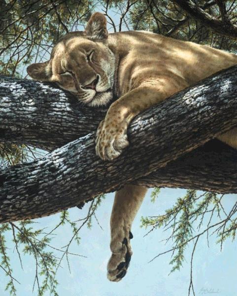 Lake Manyara Lioness 