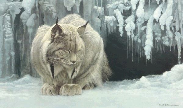 Dozing Lynx 