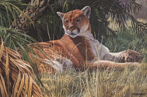 Last sanctuary- Florida Phanter