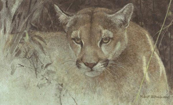 Tropical Cougar