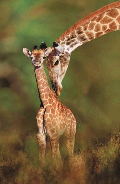 Tender Love 