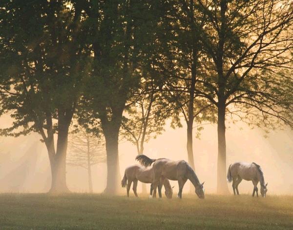 Horses in the mist