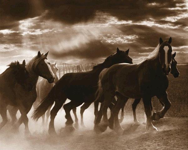 Running Horses & Sunbeams